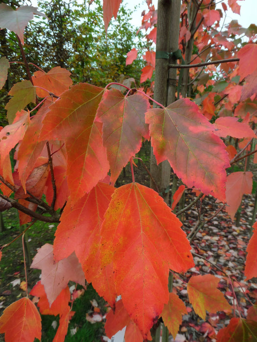 Mathias Nurseries Acer rubrum Red Sunset autumn foliage colour red orange