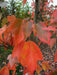 Mathias Nurseries Acer rubrum Red Sunset autumn foliage colour red orange