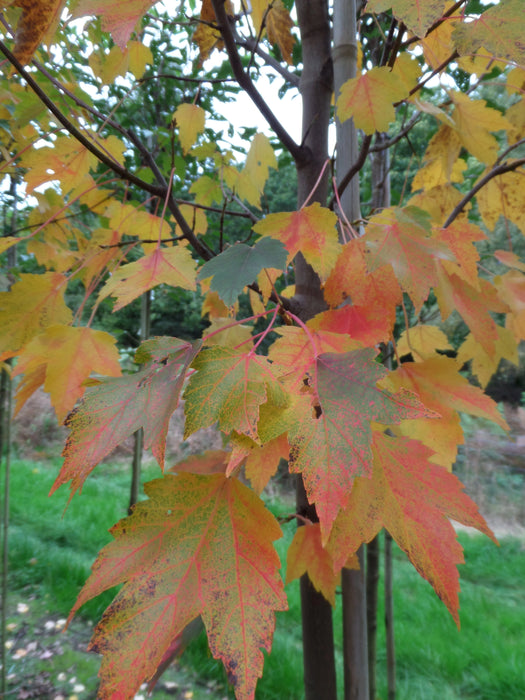 Mathias Nurseries Acer rubrum Sun Valley