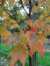 Mathias Nurseries Acer rubrum Sun Valley