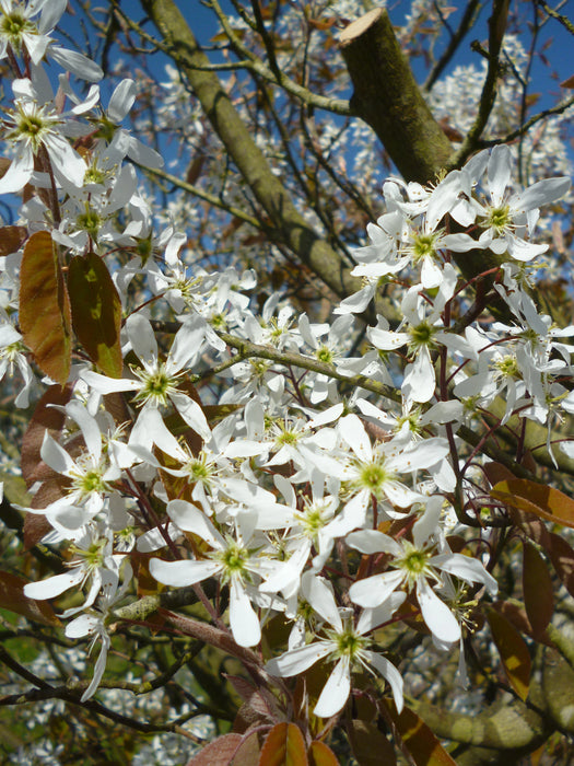 Mathias Nurseries Amelanchier canadensis Multistem Blossom