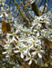 Mathias Nurseries Amelanchier canadensis Multistem Blossom