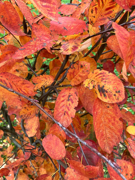 Mathias Nurseries Amelanchier canadensis autumn foliage colour