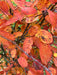 Mathias Nurseries Amelanchier canadensis autumn foliage colour