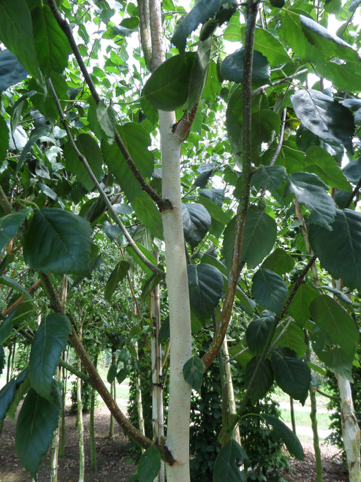 Mathias Nurseries Betula utilis Jacquemontii