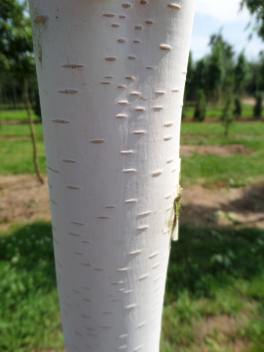 Mathias Nurseries Betula utilis Jacquemontii White Bark