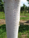 Mathias Nurseries Betula utilis Jacquemontii White Bark