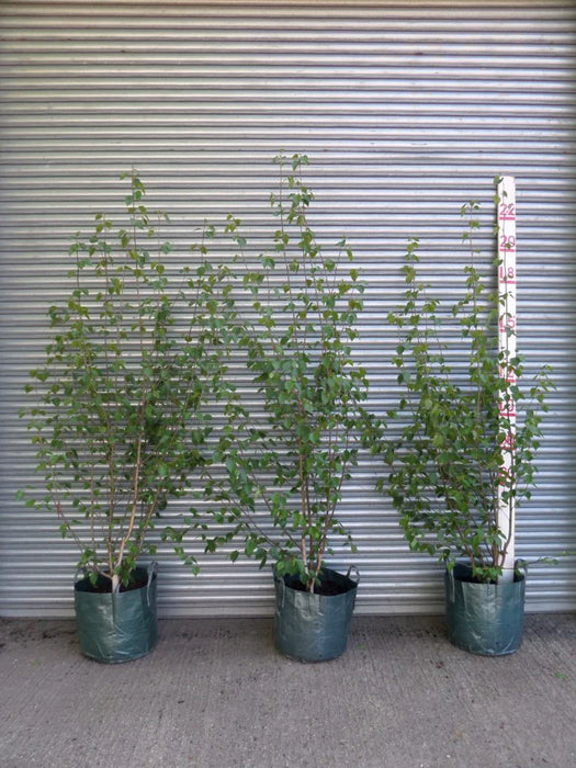 Mathias Nurseries Betula utilis Jacquemontii Multistem