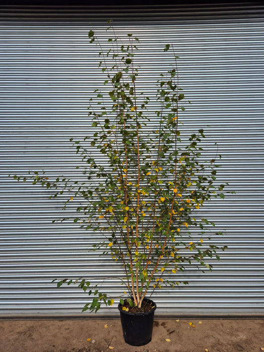 Mathias Nurseries Betula utilis Jacquemontii Multistem Tree in 45lt White Barked Himalayan Birch tree