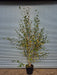 Mathias Nurseries Betula utilis Jacquemontii Multistem Tree in 45lt White Barked Himalayan Birch tree