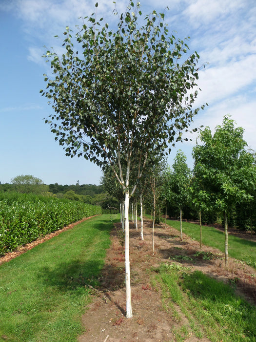 Mathias Nurseries Betula utilis Jacquemontii Large Nursery tree