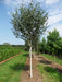 Mathias Nurseries Betula utilis Jacquemontii Large Nursery tree