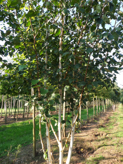 Mathias Nurseries Betula utilis Jacquemontii Multistem