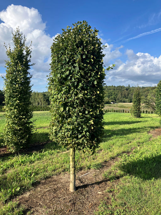 Mathias Nurseries Carpinus betulus half standard beehive topiary hornbeam tree
