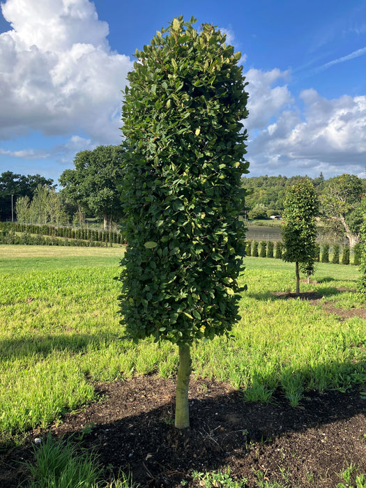 Mathias Nurseries Carpinus betulus half standard beehive topiary hornbeam tree