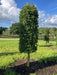 Mathias Nurseries Carpinus betulus half standard beehive topiary hornbeam tree