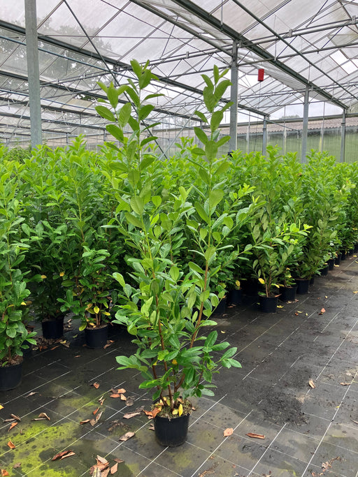 Mathias Nurseries Cherry Laurel prunus laurocerasus Rotundifolia 7lt pot 5-6ft in height