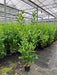 Mathias Nurseries Cherry Laurel prunus laurocerasus Rotundifolia 7lt pot 5-6ft in height