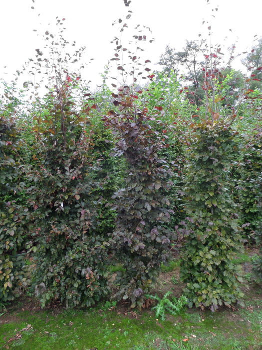 Mathias Nurseries Copper Beech Hedging Fagus purpurea