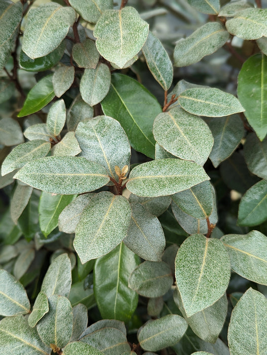 Mathias Nurseries Elaeagnus Ebbingei Hedging Leaves