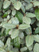 Mathias Nurseries Elaeagnus Ebbingei Hedging Leaves