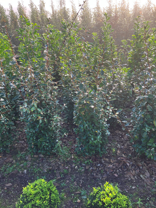 Mathias Nurseries Elaeagnus ebbingei hedging rootballed 120-150cm