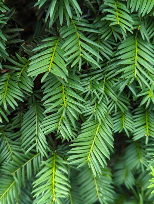 Mathias Nurseries English Yew Taxus baccata