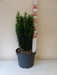Mathias Nurseries Euonymus Green Spire Plant 50cm tall
