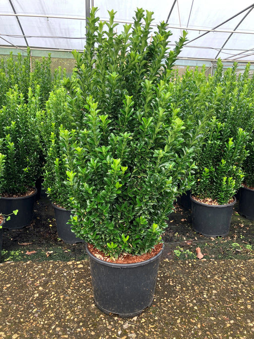 Mathias Nurseries Euonymus Green Spire Plant bushy in a 15lt pot for small hedges