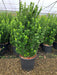 Mathias Nurseries Euonymus Green Spire Plant bushy in a 15lt pot for small hedges