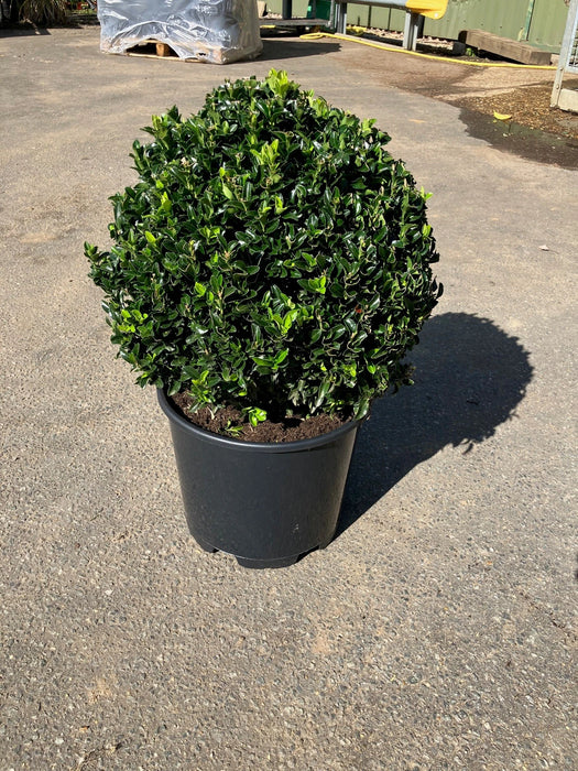 Mathias Nurseries Euonymus Green Spire Topiary Ball Shap.  Good Box Buxus sempervirens alternative