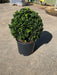 Mathias Nurseries Euonymus Green Spire Topiary Ball Shap.  Good Box Buxus sempervirens alternative