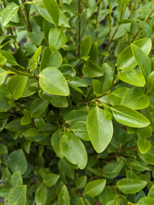 Mathias Nurseries Griselinia Littoralis Hedge Plant Foliage