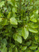 Mathias Nurseries Griselinia Littoralis Hedge Plant Foliage