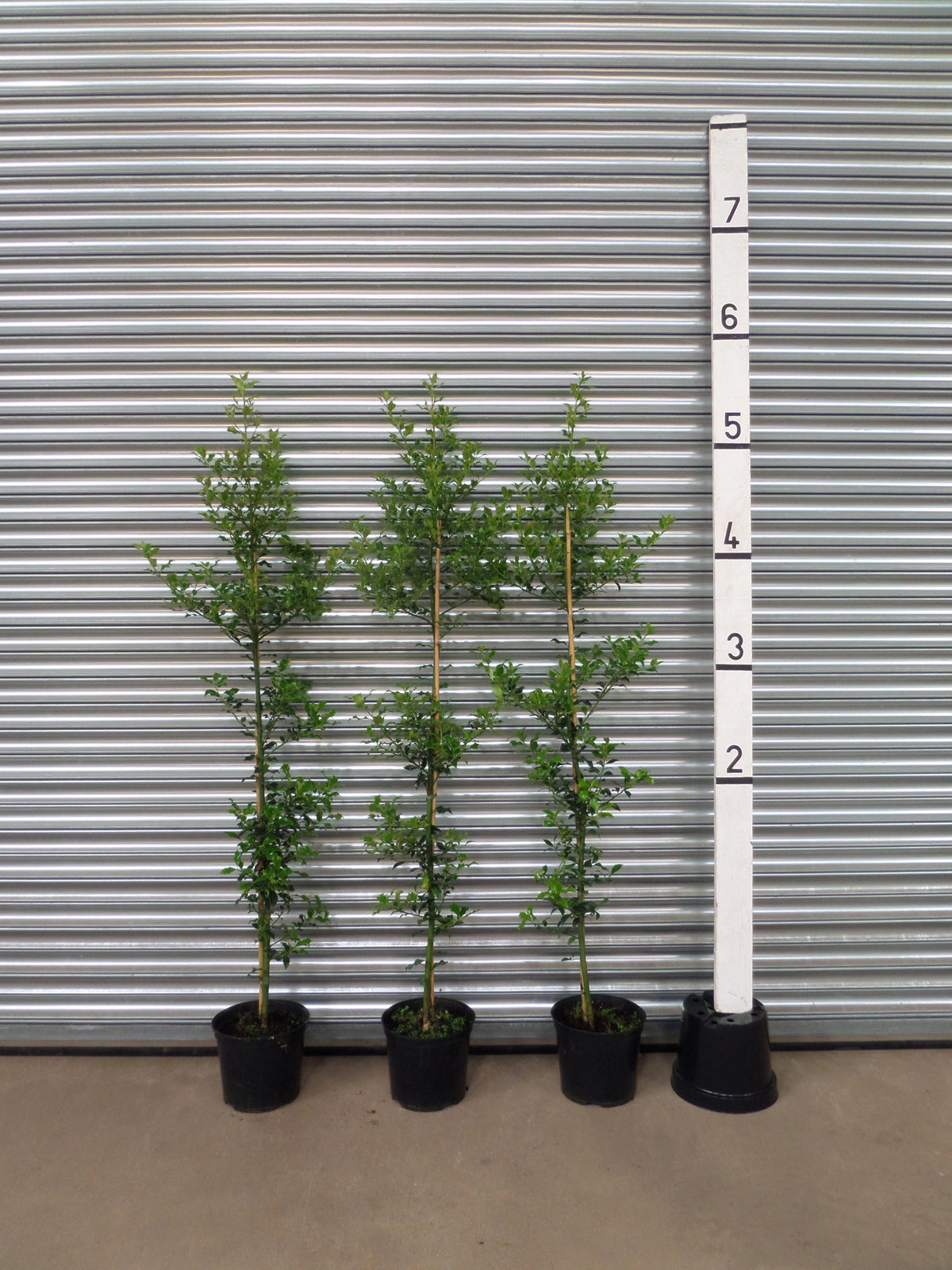 indoor holly plant Holly 5-6ft (150-180cm) in a 7.5lt pot
