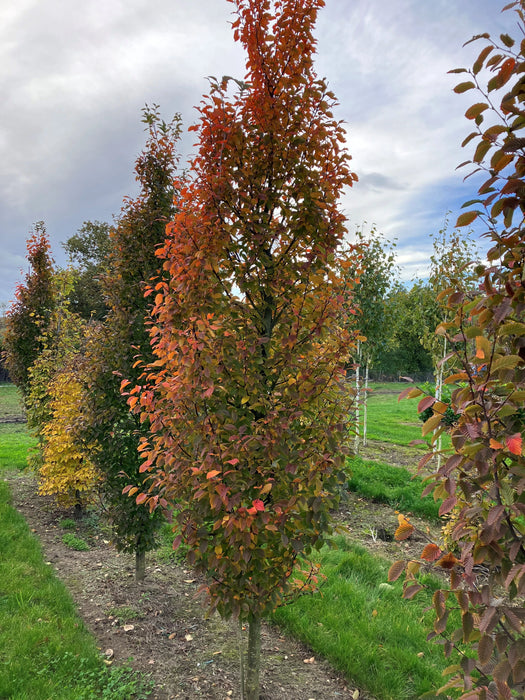 Mathias Nurseries Hornbeam Orange Retz Carpinus betulus