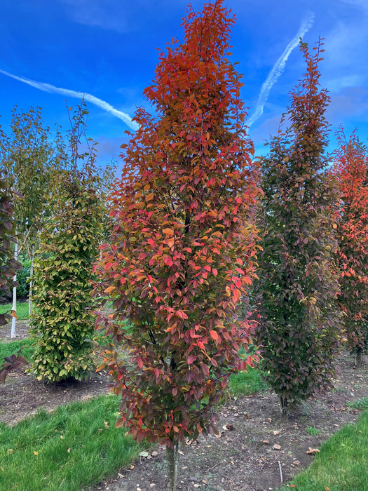 Mathias Nurseries Hedges Online Hornbeam Orange Retz Carpinus betulus