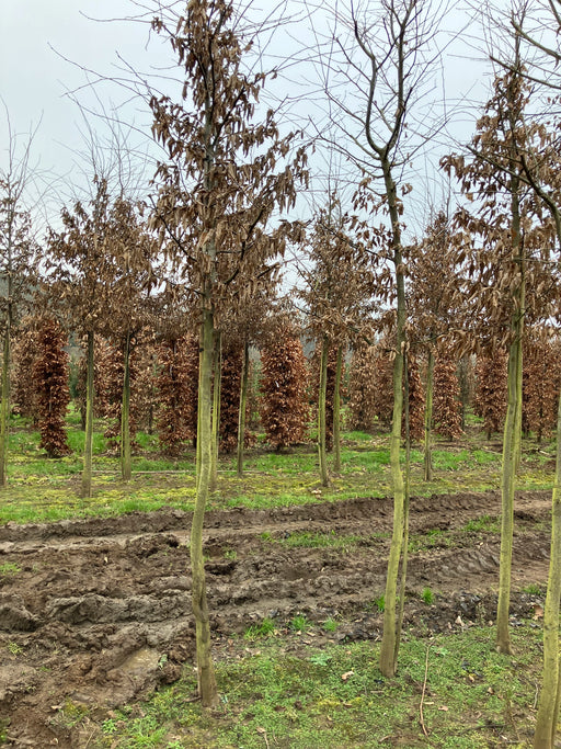 Mathias Nurseries Hornbeam Tree