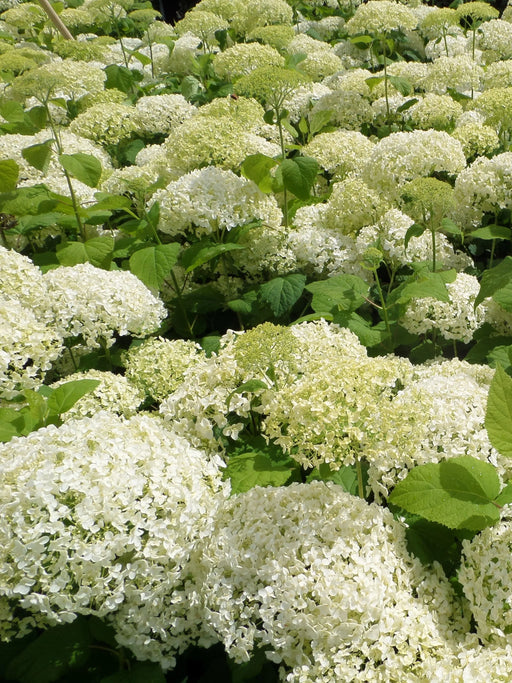 Mathias Nurseries Hydrangea arborescens Annabelle 