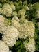 Mathias Nurseries Hydrangea paniculata Limelight