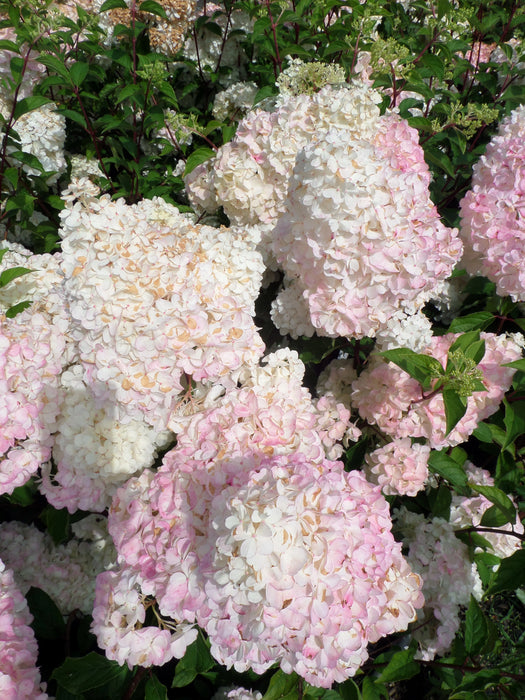 Mathias Nurseries Hydrangea paniculata Vanille Fraise