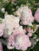 Mathias Nurseries Hydrangea paniculata Vanille Fraise