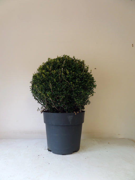 Mathias Nurseries Ilex crenata Topiary Ball 35-40cm
