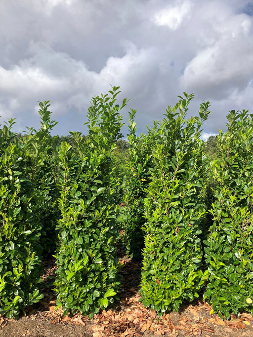 Mathias Nurseries Cherry Laurel Prunus laurocerasus Rotundifolia 7-8ft height 210-240cm