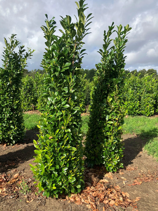 Mathias Nurseries Cherry laurel prunus laurocerasus rootballed hedging plants 8-9ft 240-270cm in height