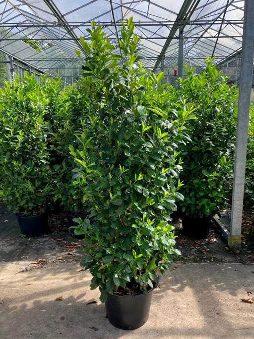 Mathias Nurseries Extra Bushy Laurel Hedging 6-7ft tall for instant screening