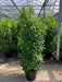 Mathias Nurseries Extra Bushy Laurel Hedging 6-7ft tall for instant screening