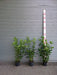 Mathias Nurseries Laurel hedging Prunus laurocerasus 90-120cm