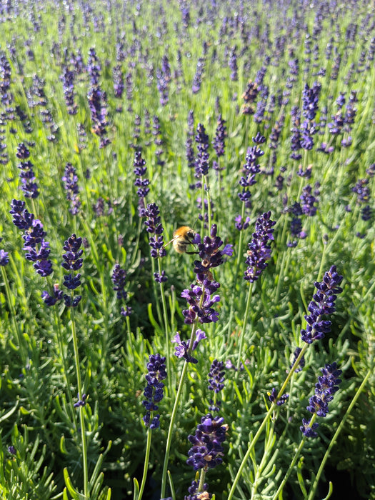 Lavender Hidcote Hedging in a 2lt pot