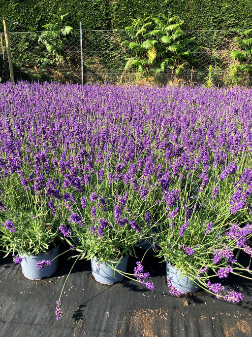 Mathias Nurseries Lavender Hidcote in 2lt pots flowering